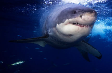 Great White Shark Great White Shark
