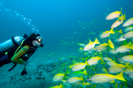 Travel The World Diving Travel The World Diving