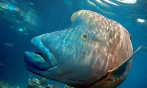 Great Barrier Reef Great Barrier Reef