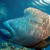 Great Barrier Reef