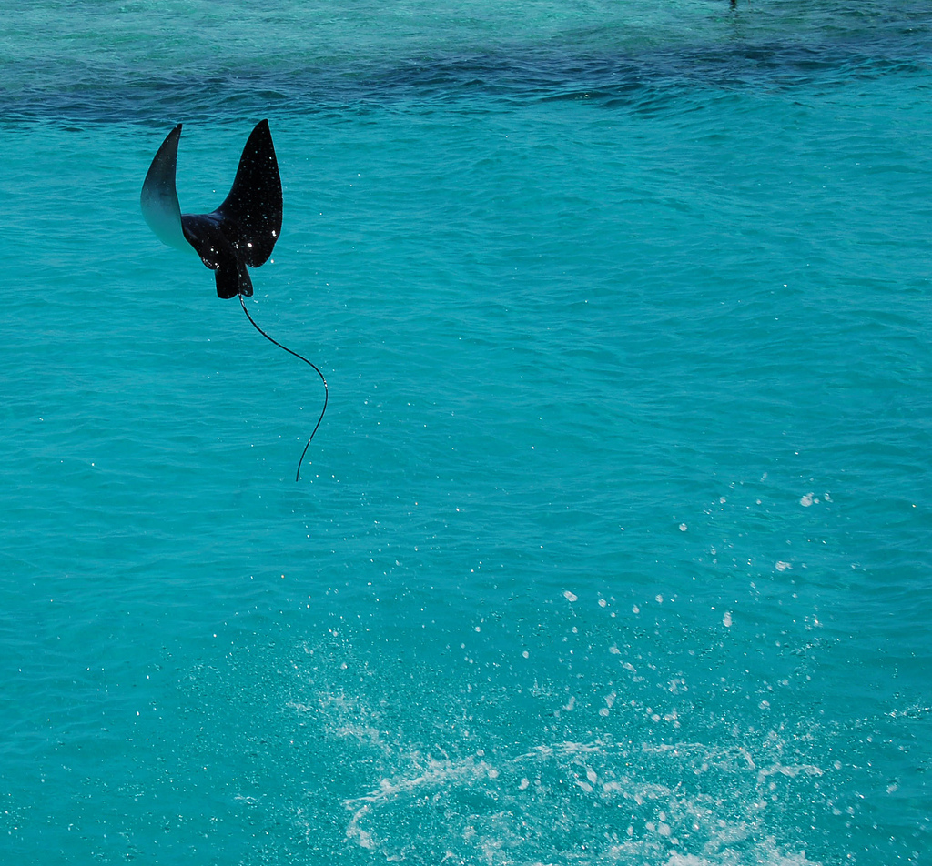 Great Barrier Reef Skate Skate Great Barrier Reef