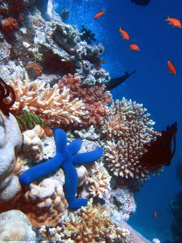 starfish great barrier reef great barrier reef starfish
