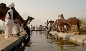 Pushkar Camel Festival