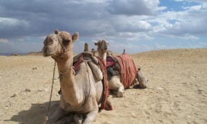 Camel Egypt Camel Egypt