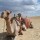 Camel Egypt
