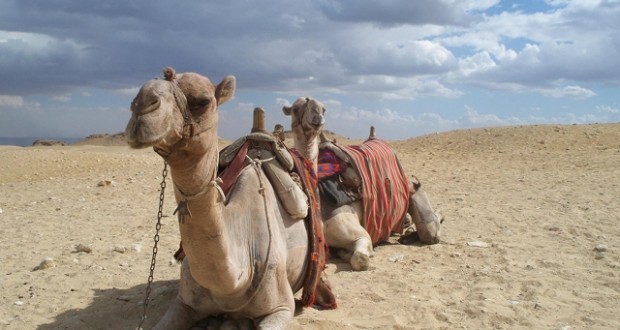 Camel Egypt