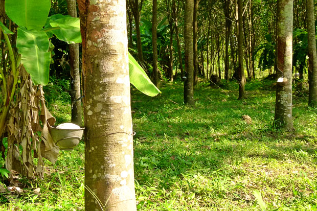 Koh Yao Noi Rubber Plantation Rubber Plantation, Koh Yao Noi