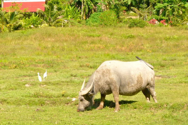 Koh Yao Noi Water Buffalo Water Buffalo, Koh Yao Noi