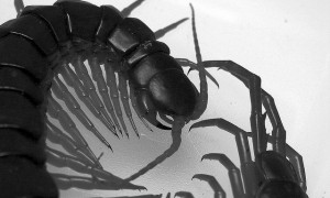 Hawaiian Centipede Hawaiian Centipede