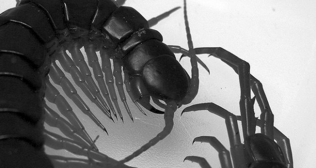 Hawaiian Centipede