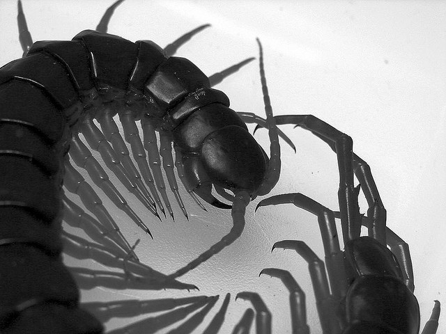 Hawaiian Centipede Hawaiian Centipede