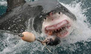 Great White Shark Great White Shark