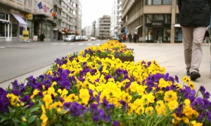 Ostend Flowers Ostend Flowers