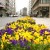 Ostend Flowers