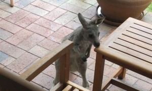 #Australian wildlife curious young kangaroo, Venus Bay Eco Retreat 2013 #Australian wildlife curious young kangaroo, Venus Bay Eco Retreat 2013